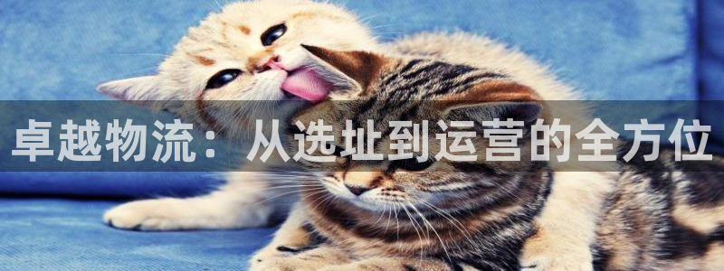 fh至尊代理